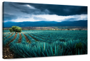 Agave Plantation At Morning Wall Art