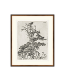 Pine Etchings 2
