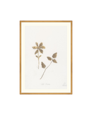 Wild Flowers I