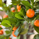 Faux Tangerine Tree, Choose Your Size
