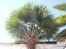 Mexican Fan Palm Artificial Tree 13ft–23ft – UV Resistant (10–12 Week Lead Time)