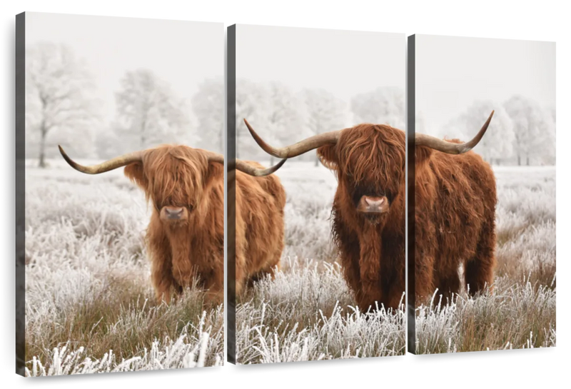 Hairy Scottish Highland Cows Wall Art