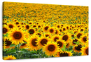 Endless Sunflower Field Wall Art