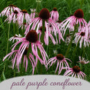 Pollinator Wildflower Bundle | Tall & Short Mini Mixes | Prairie Legacy Inc.