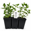 Front Yard Friendly Live Plant Landscape Kit | Prairie Legacy Inc.