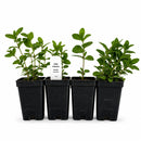 Hummingbird Garden Live Plant Landscape Kit | Prairie Legacy Inc.