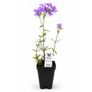 Front Yard Friendly Live Plant Landscape Kit | Prairie Legacy Inc.