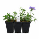 Hummingbird Garden Live Plant Landscape Kit | Prairie Legacy Inc.