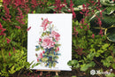 Pink Roses K-155 Counted Cross-Stitch Kit