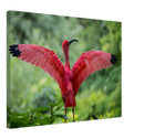 Pink Bird - Print