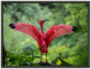 Pink Bird - Print