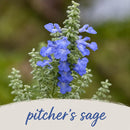 Mini Native Tall Pollinator Patch Seed Mix | Prairie Legacy Inc.