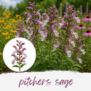 Mini Seed Mix | Pollinator Patch | Tall & Short Options | Native | Prairie Legacy Inc