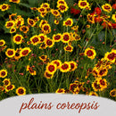 Deer & Rabbit Resistent Wildflower Bundle | Tall & Short Mini Mixes | Prairie Legacy Inc.