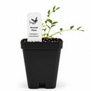 Front Yard Friendly Live Plant Landscape Kit | Prairie Legacy Inc.