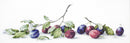 Plums B2257L Counted Cross-Stitch Kit