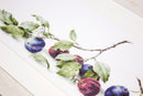 Plums B2257L Counted Cross-Stitch Kit