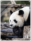 Pondering Panda - Print