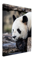 Pondering Panda - Print