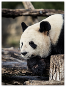 Pondering Panda - Print
