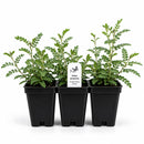 Front Yard Friendly Live Plant Landscape Kit | Prairie Legacy Inc.