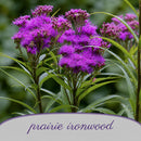 Hummingbird Garden Live Plant Landscape Kit | Prairie Legacy Inc.
