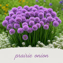 Bird Sanctuary Live Plant Landscape Kit | Prairie Legacy Inc.