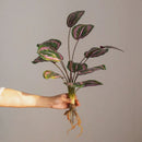 Wild Tropical Leaf Bunch