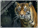 Prowling Tiger - Print