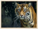 Prowling Tiger - Print