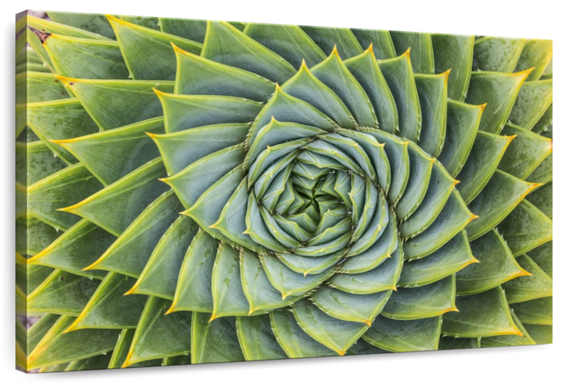 Spiral Succulent Wall Art