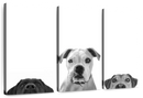 Curious Dogs Wall Art