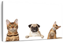 Pug And Cats Wall Art