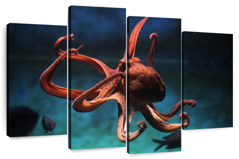 Octopus Vulgaris Wall Art