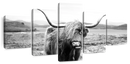 Highland Bull Wall Art