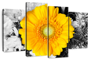 Gerbera Daisy Pop Wall Art