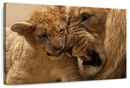 Bonding Lions Wall Art