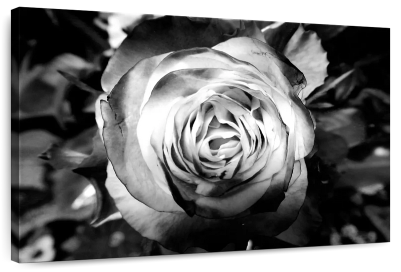 Monochromatic Rose Wall Art