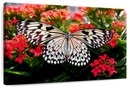 Pretty Butterfly Wall Art