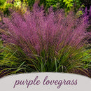 Hummingbird Garden Live Plant Landscape Kit | Prairie Legacy Inc.