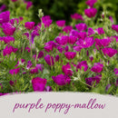 Salt & Clay Wildflower Bundle | Tall & Short Mini Mixes | Prairie Legacy Inc.