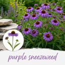 Mini Seed Mix | Pollinator Patch | Tall & Short Options | Native | Prairie Legacy Inc
