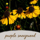 Salt & Clay Wildflower Bundle | Tall & Short Mini Mixes | Prairie Legacy Inc.