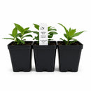 Rain Garden Live Plant Landscape Kit | Prairie Legacy Inc.
