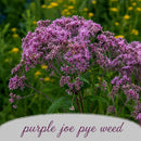Rain Garden Live Plant Landscape Kit | Prairie Legacy Inc.