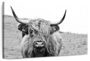 Solitary Highland Cow Wall Art
