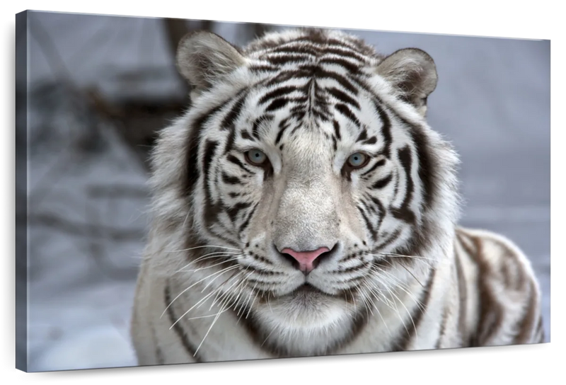 Endangered White Tiger Wall Art