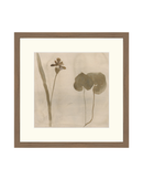 Botanical Thoughts II
