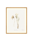 Wild Flowers II