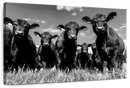 Monochrome Angus Cows Wall Art
